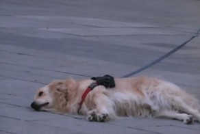 Истинный ценитель уличной музыки! 