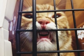 Пачка доказательств: коты точно звери с причудами
