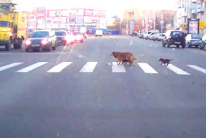 Сбака с щенками переходит дорогу по правилам