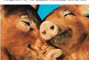 Юмор в ленту