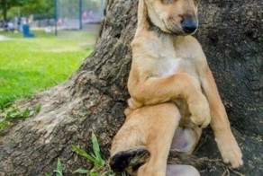 Звери делаю необычные вещи