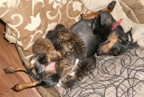 Усыновила не глядя. Как такса выкормила осиротевших котят