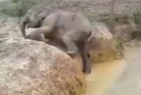 Мама всегда придет на помощь! Слониха помогла маленькому слоненку выбраться из водоема