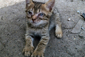 Он взял этот грязный двухнедельный комочек и выкинул в кусты умирать