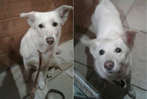 Челябинский Хатико