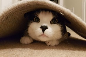 Котики для поднятия настроения