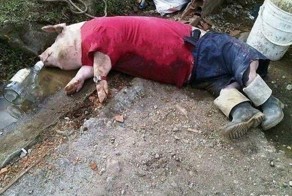 Мой хозяин идиот!!!