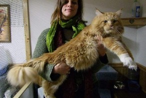 Хорошего кота должно быть много!