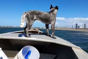  Австралийская пастушья собака вышла на прогулку