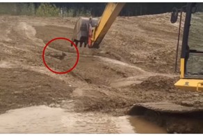 Экскаваторщик спас олененка из грязевого плена