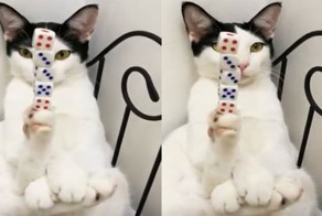 Кот, постигший дзэн
