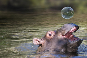 Маленькие бегемотики, которые украсят ваш день