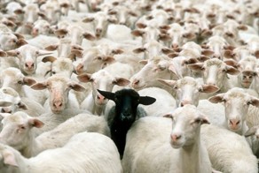 Сказ про то, как одна овца жизнь стаду портила