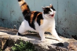 Яжемать в автосервисе