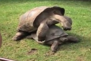 Cтоны похотливых черепах во время секса смутили посетители зоопарка