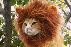 Годнота с AliExpress, ради которой не стыдно взять микрозайм