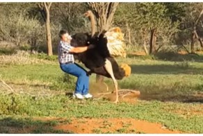 Разъярённый страус побил туриста на ферме в ЮАР