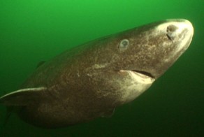 Гренландская акула - самое долгоживущее животное на планете