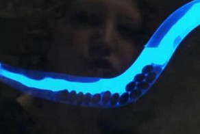 Впервые в истории учёные смогли увидеть саму смерть! И запечатлеть её на видео