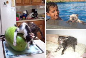 30 веселых фотографий с животными