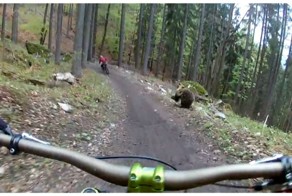 Ничто так не заряжает во время катания на велосипеде, как голодный медведь бегущий за тобой!