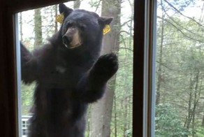 Домохозяйка сняла репортаж о том, как в ее дом ломился медведь