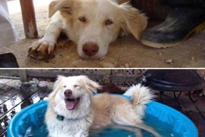 Животные в приюте и дома