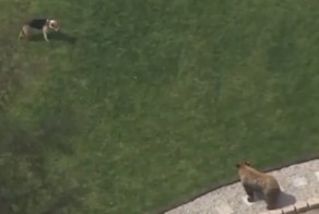 Бесстрашный щенок прогнал медведя