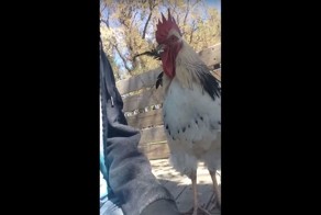 Когда ваш петух просто хочет немного внимания