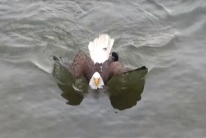 Белоголовый орлан плывет баттерфляем с добычей в когтях