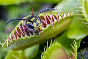 Венерина мухоловка поедает свою добычу 