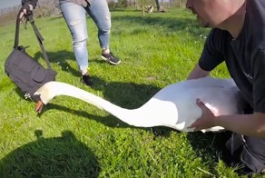 Спасатель прыгнул в пруд, чтобы спасти лебедя, в лапу которого вонзился рыболовный крючок