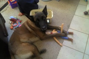 Собаки, которые не ждали, что вы так быстро вернетесь