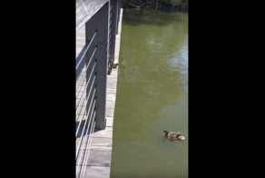 Утята прыгают в пруд вслед за своей мамой