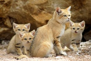 Даже когда взрослеют, эти кошки выглядят как котята. И их котята тоже выглядят как котята