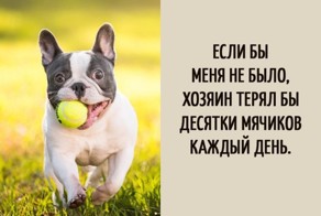 Забавные мысли, которые наверняка посещали каждую собаку