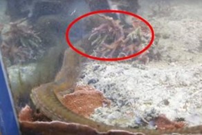 Вот что мужчина обнаружил в аквариуме, который не чистили два года