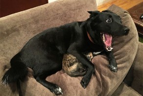 Чего боятся собаки?