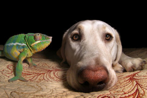 Дружба среди животных есть!