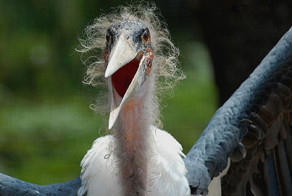 Смерть не желает вам зла, она просто болеет