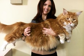 Знакомьтесь, Омар — самый длинный кот в мире