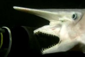 15 самых жутких созданий из глубин океана