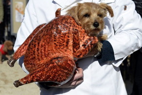 Я уверена, их хозяева хотели как лучше!