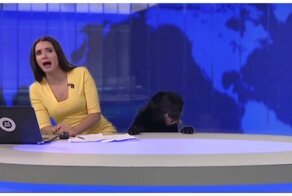 Собака в студии!  В прямом эфире телеканала МИР 24 ведущую напугала большая любопытная собака