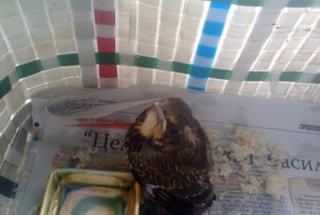 Летающий Найденыш КЕША