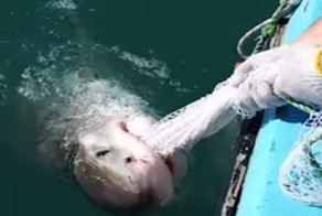 Рыбак "сыграл" с акулой в перетягивание сети 