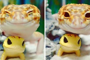 Фотографии с улыбающимся гекконом и его маленькой копией скрасят ваш день
