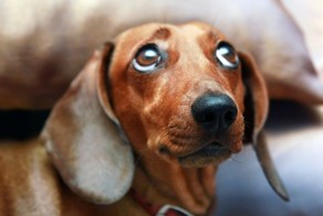 Опыт не прожрёшь!