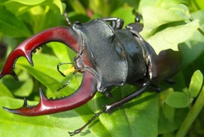 Самый крупный жук Европы