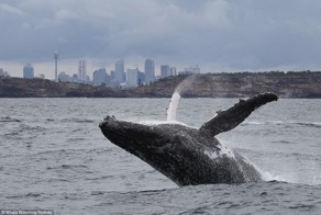 Киты показали австралийцам уникальное представление
